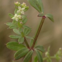 Galium asperifolium Wall.